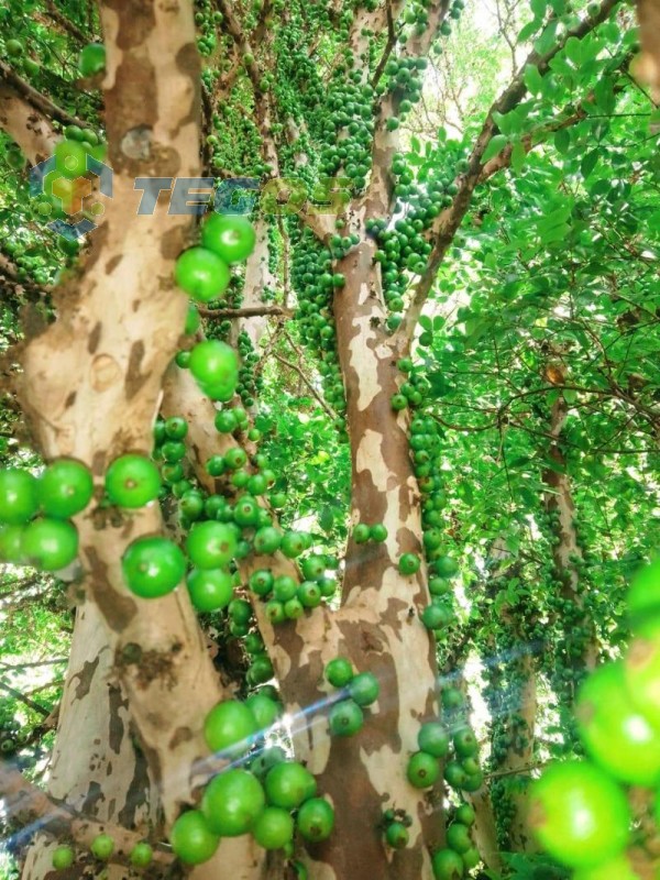 Excelente Sítio em Santo Antônio do Leite Foto 8